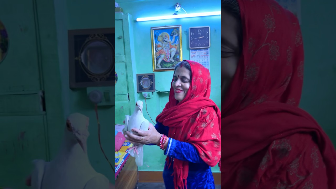 Kabootar 🕊️ fir se Aagya 😱 #shorts #viral #minivlog #vlog #kabootar