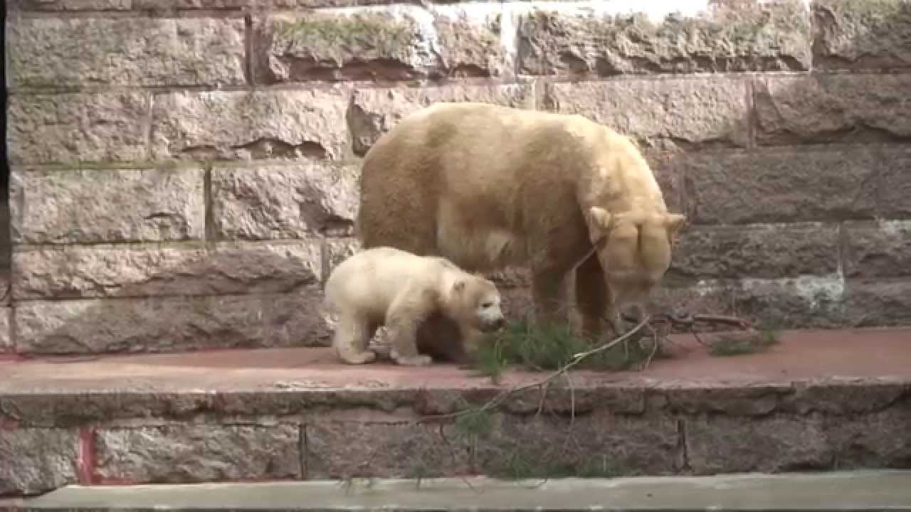 Fietes erster Frühling - Eisbär-Jungtier im Zoo Rostock 2015