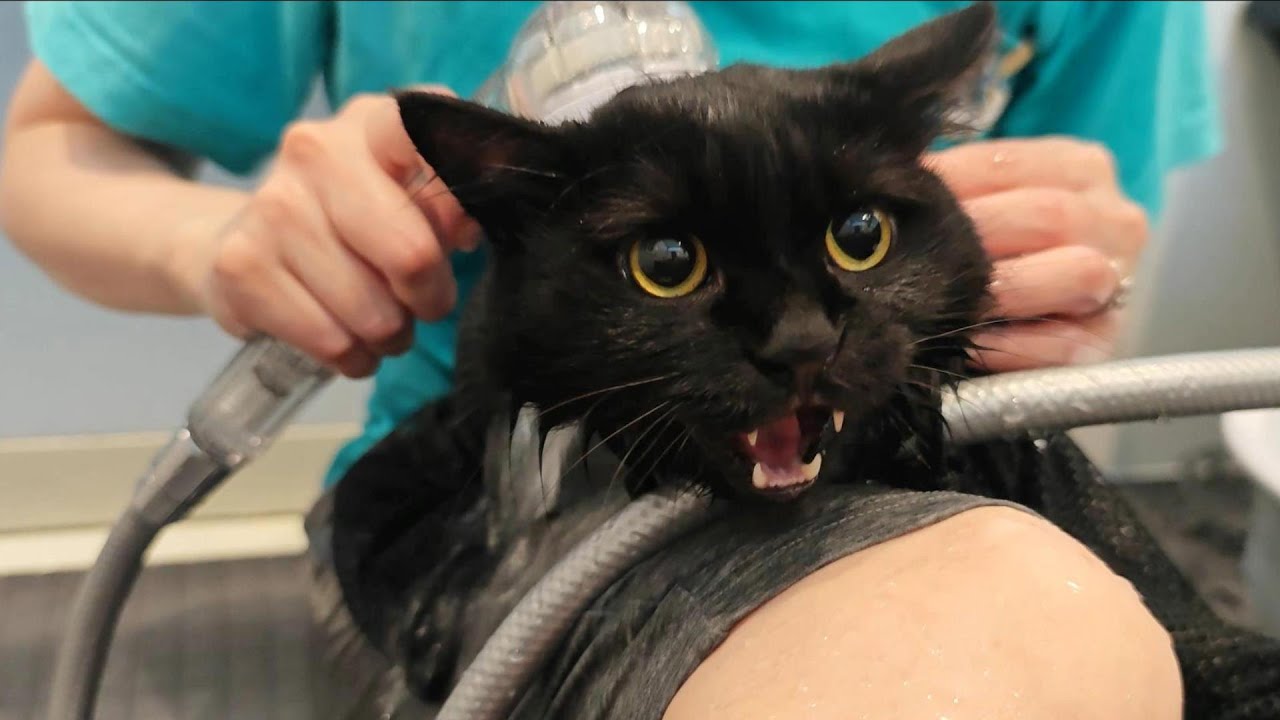 シャンプーが苦手な凶暴猫を洗うとこうなります　