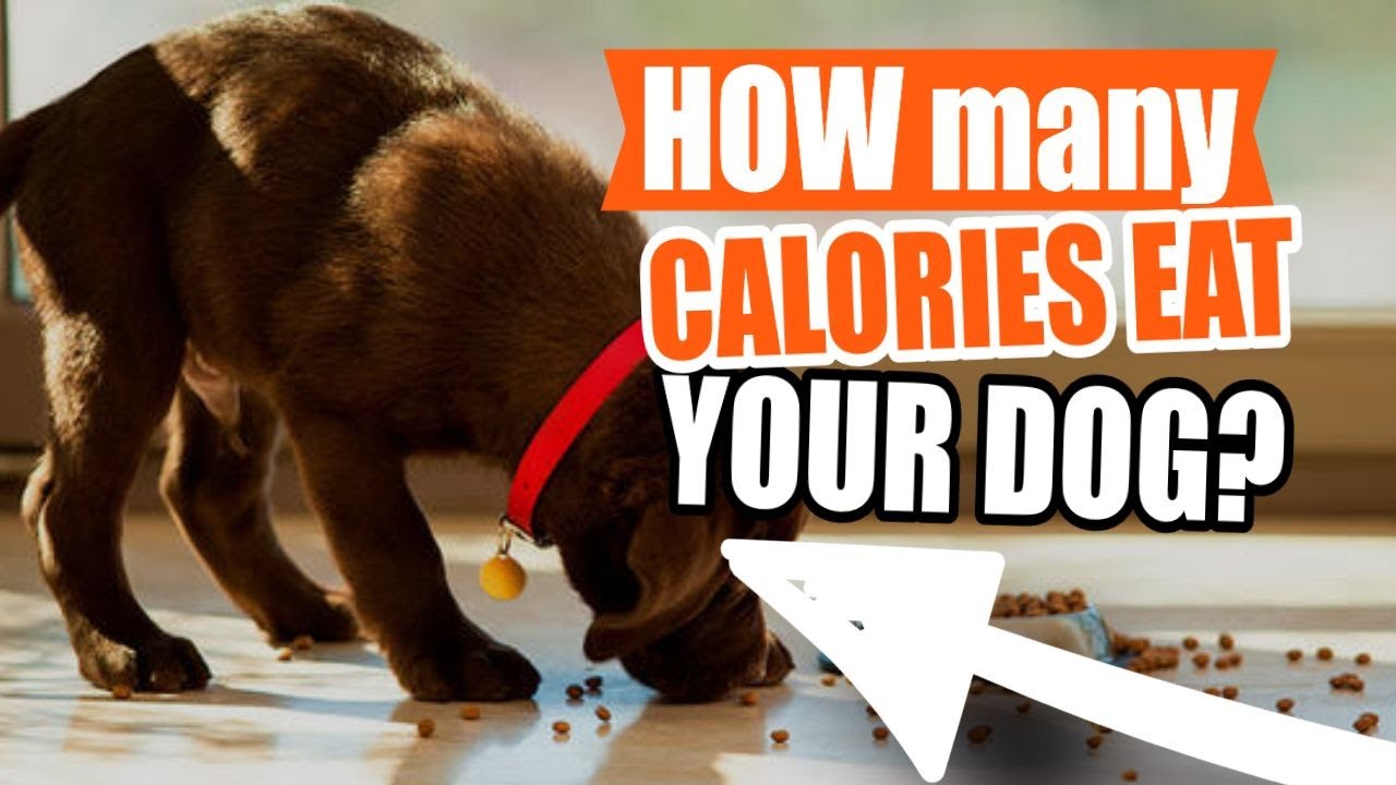&iquest;HOW many CALORIES should your DOG EAT? 🐶👍We figured it out