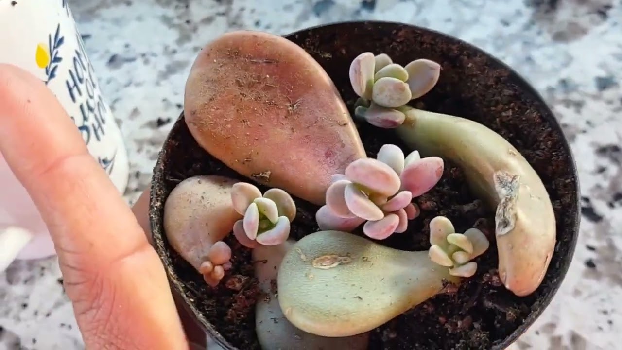 #10 graptopetalum con nombres y belleza única que te encantaran😮