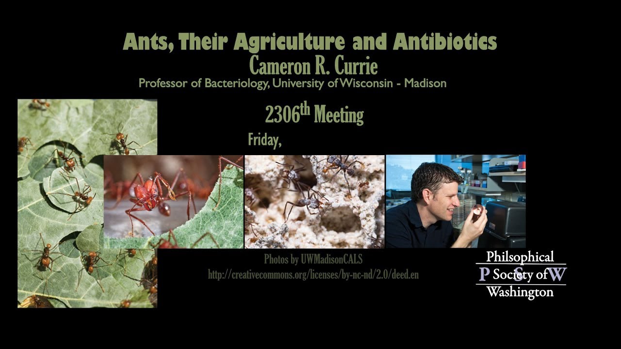 PSW 2306 Ants, Their Agriculture and Antibiotics | Cameron Currie