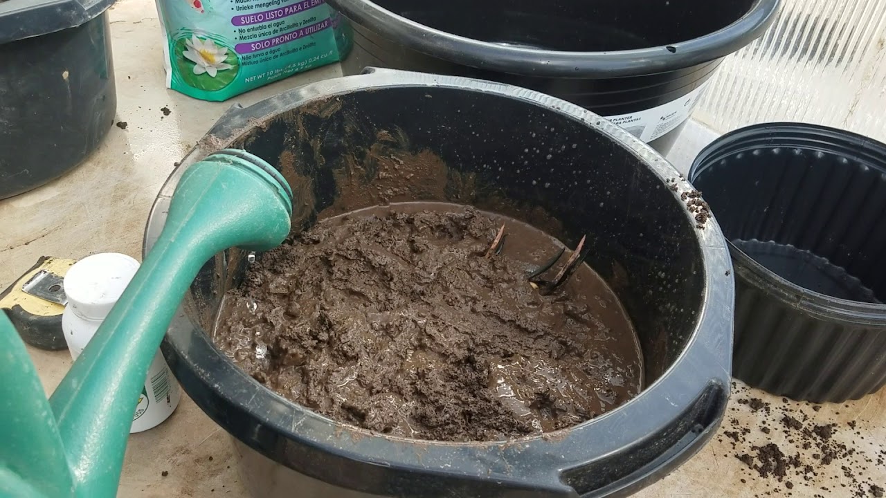 How to pot lotus tuber