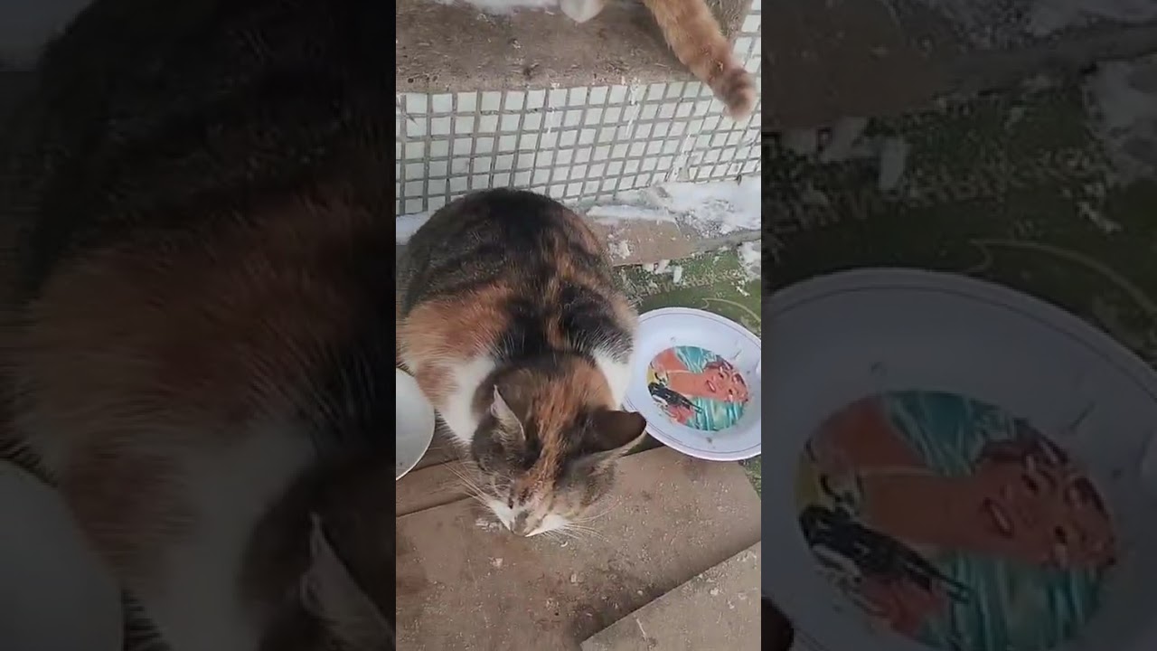 Моя работа подвержена риску🙆🙀