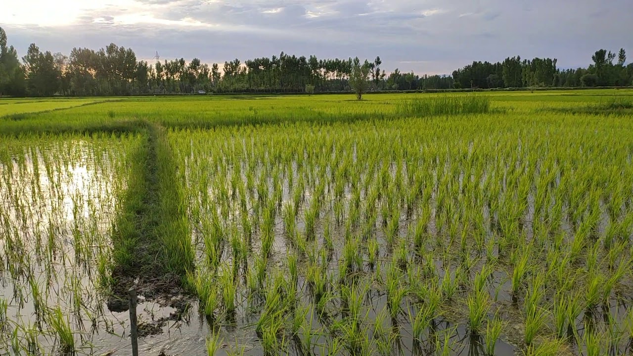 Green Kashmir