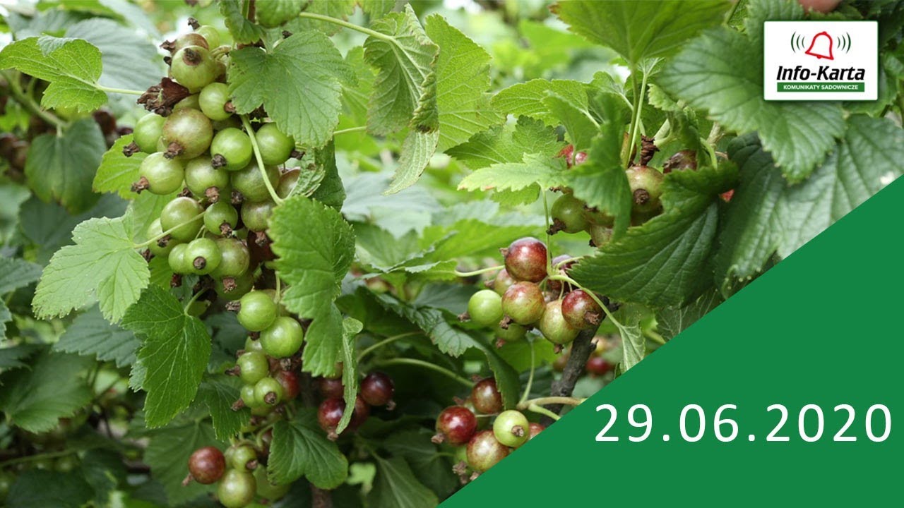 Porzeczki - dojrzewanie owoców, zabiegi ochrony i nawożenia - komunikat jagodowy Agrosimex