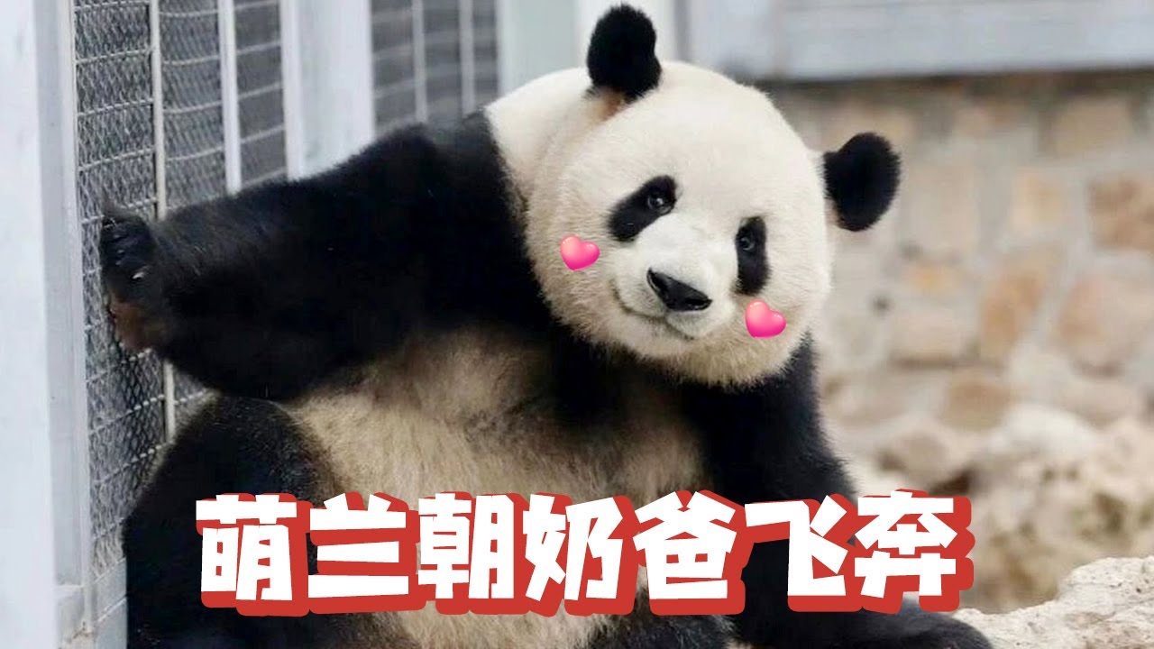 萌兰看到奶爸，不顾一切朝奶爸奔去，它们之间感情真的很深【追娱秀场】