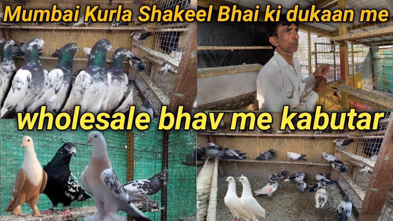 Border Wale Kabootar Shakeel Bhai kurla market Mumbai