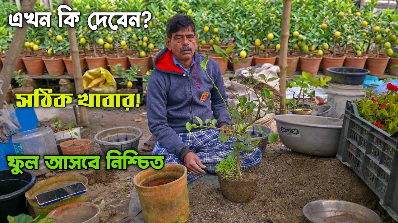 এই সময় লেবু গাছে কি পরিচর্যা করবেন