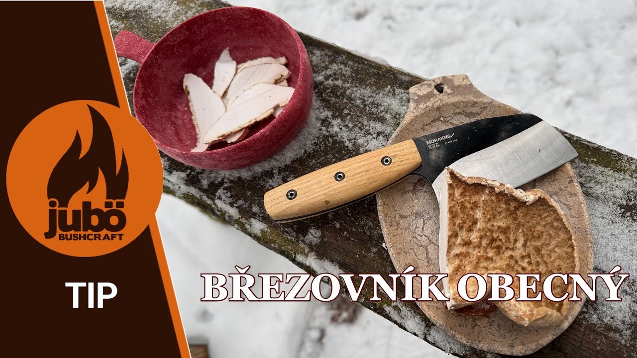 TIP : Březovník obecný