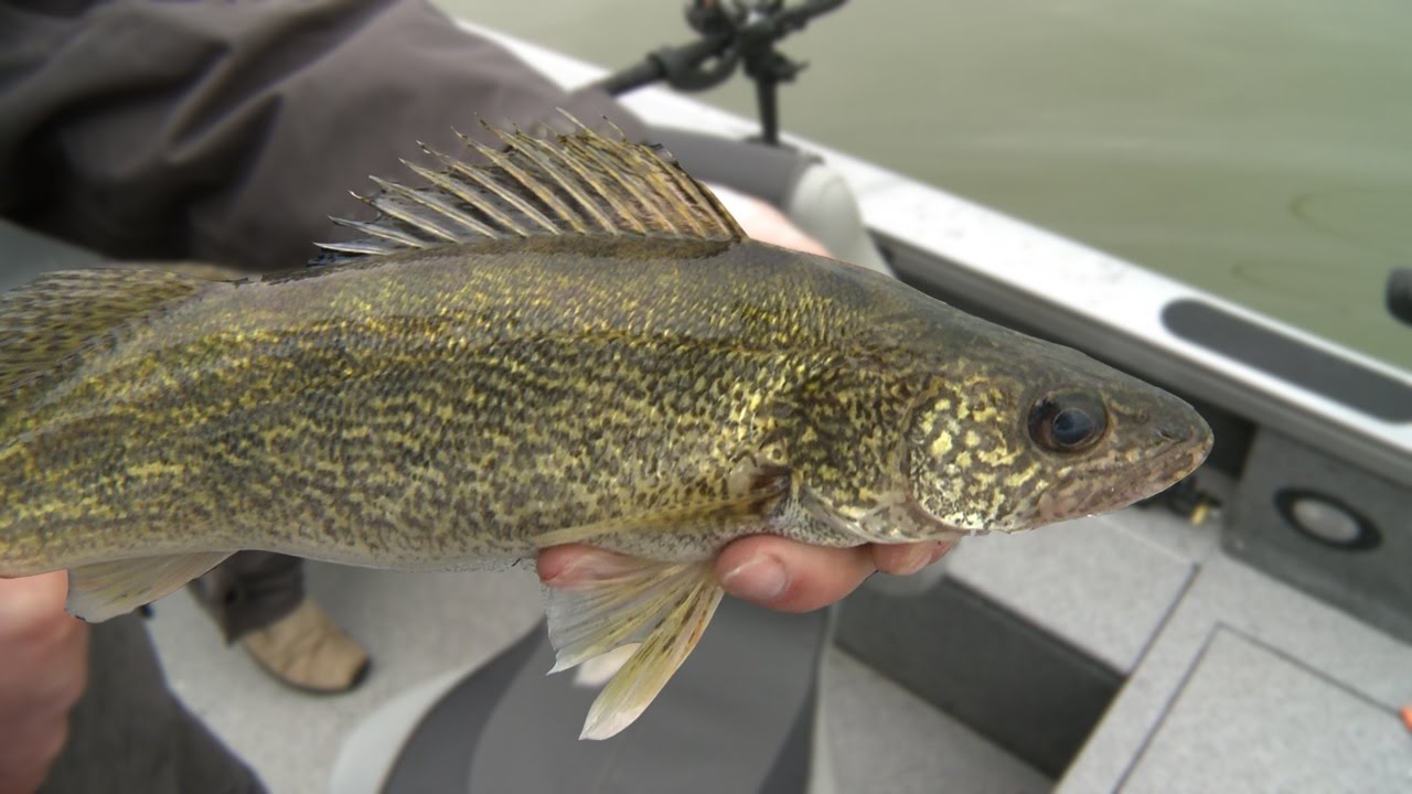 Francis Case Lead Core Walleye