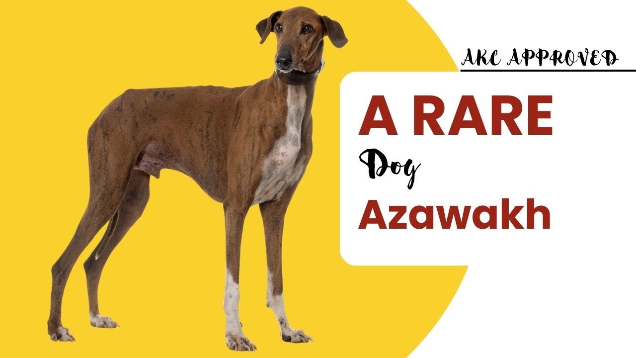 A Rare Azawakh Dog Breed - A Guide
