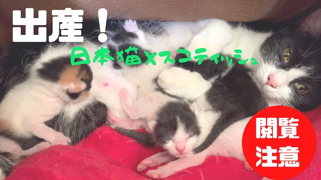 【閲覧注意】感動の猫の出産！日本猫×スコティッシュ Emotional cat births