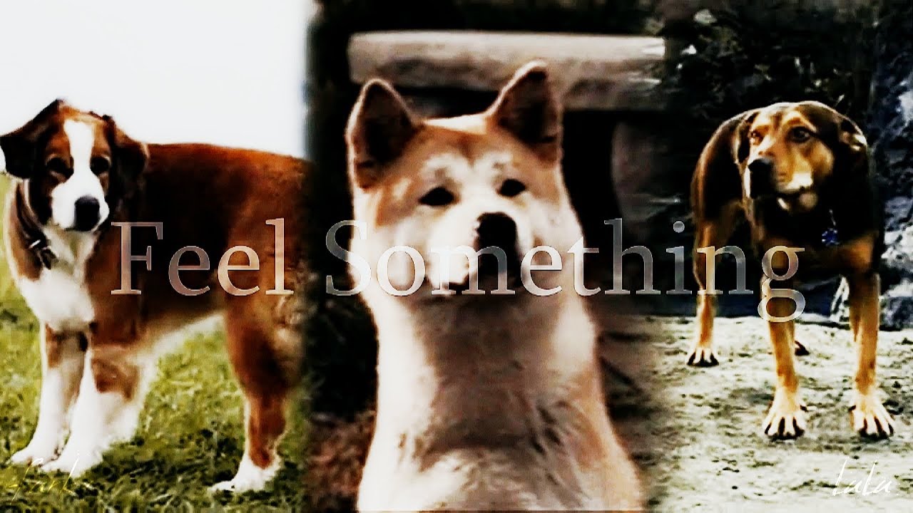 Dogs Multifandom ▶ Feel Something ▷ Collab w\ Lulu