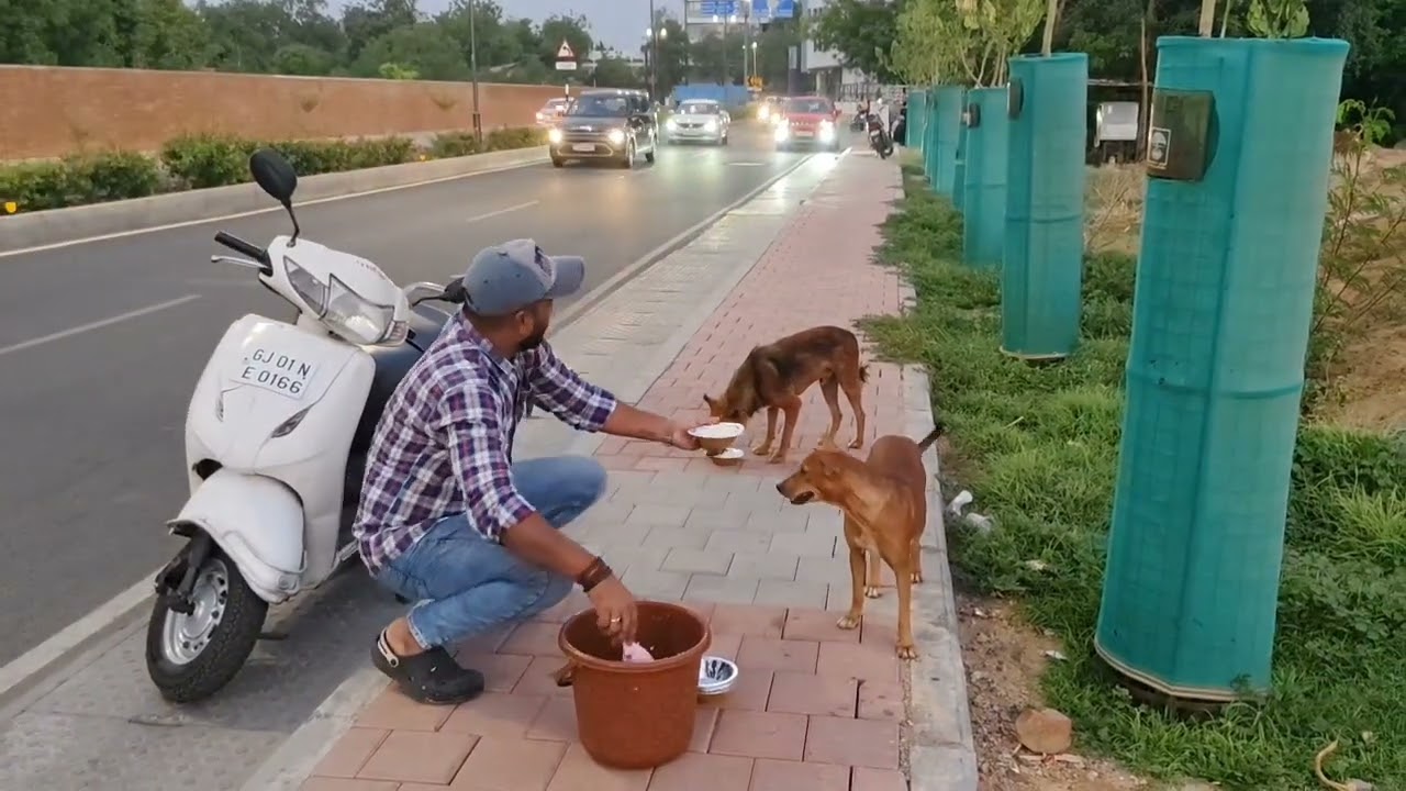 Pyar Aur Daya ! Lovely Dogs