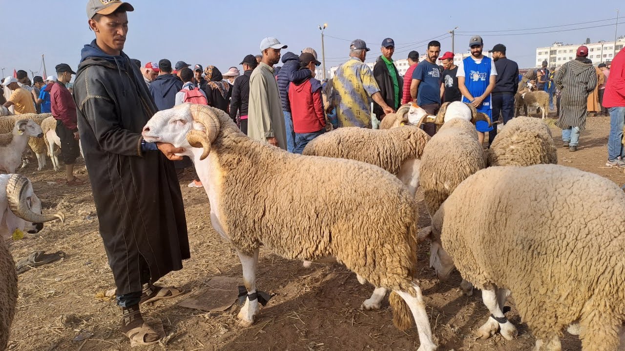 اليوم من سوق سبيت تيط مليل 2023/6/24 مع ثمن حولي العيد العجول ماعز الخير موجود