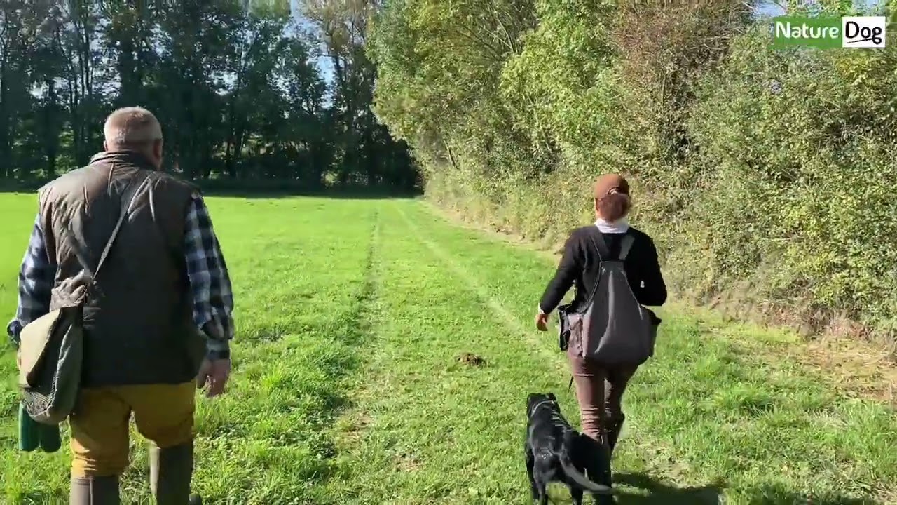 Les conseils de dressage du Labrador retriever par Franck Munini