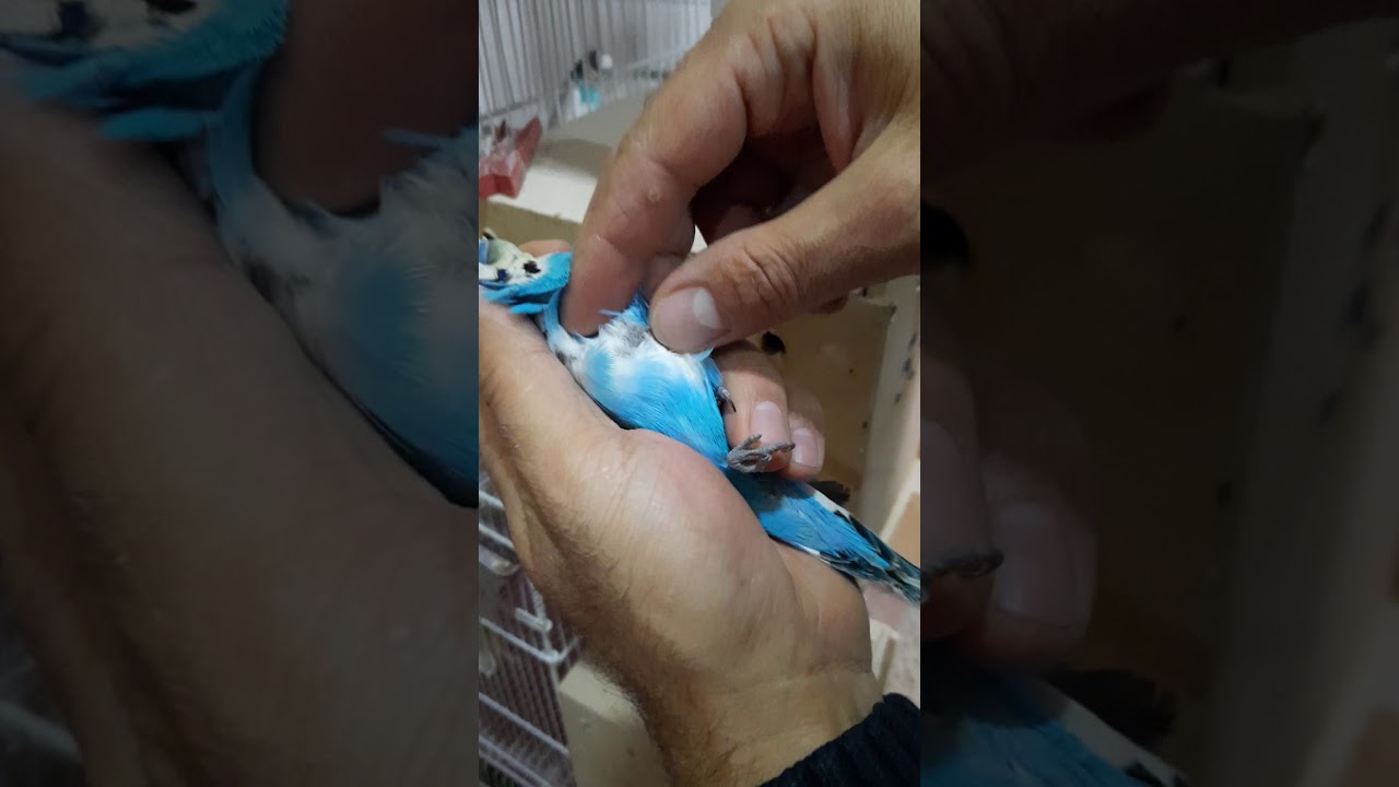 Tutuqusularda quruma xesteliyi ve onun mualicesi tel:051-839-15-58