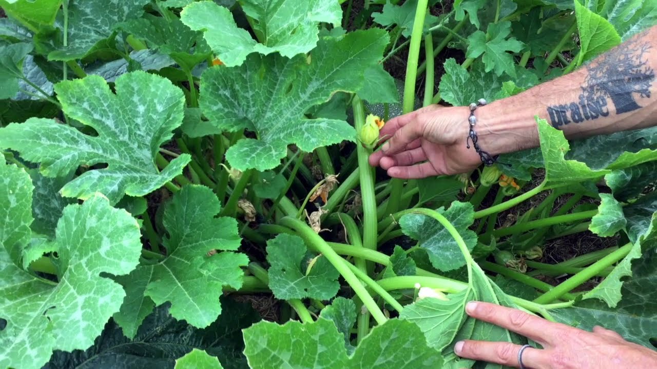 Courges et courgettes :  comment reconnaître le sexe des fleurs.