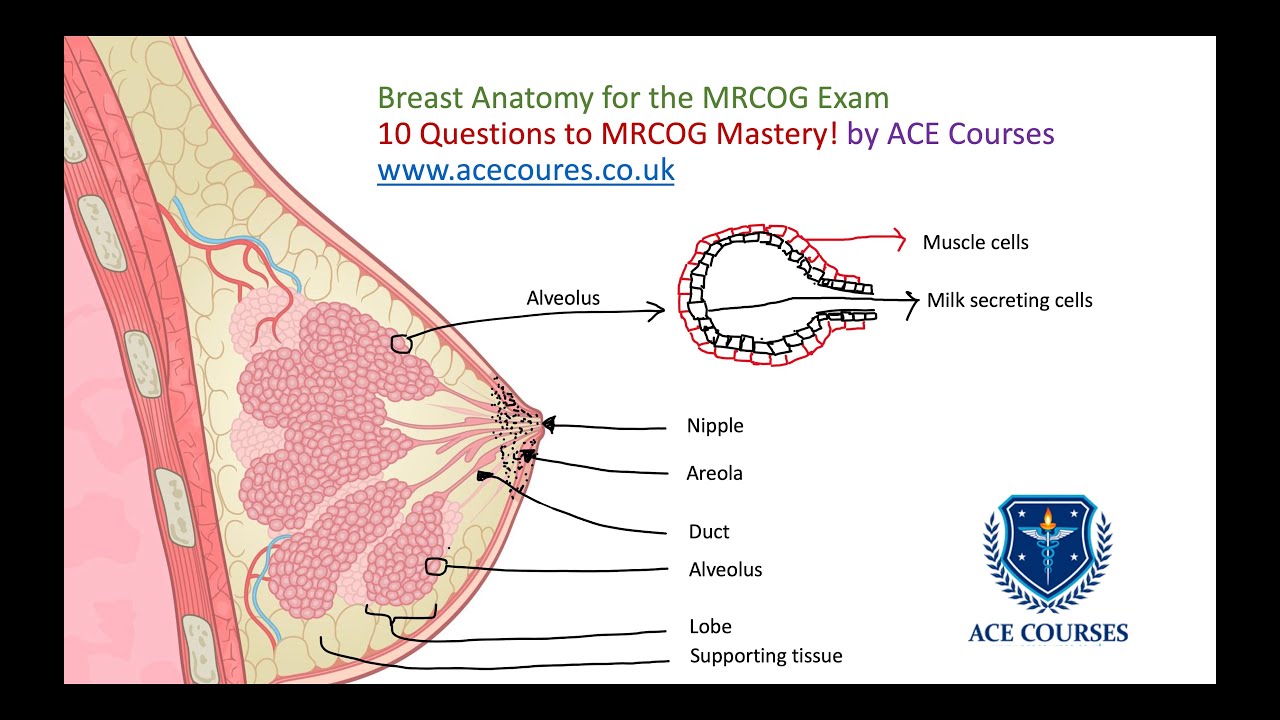 Anatomy of the Breast for the MRCOG Exam. 10 Questions to MRCOG Mastery. By Prof Arri Coomarasamy.