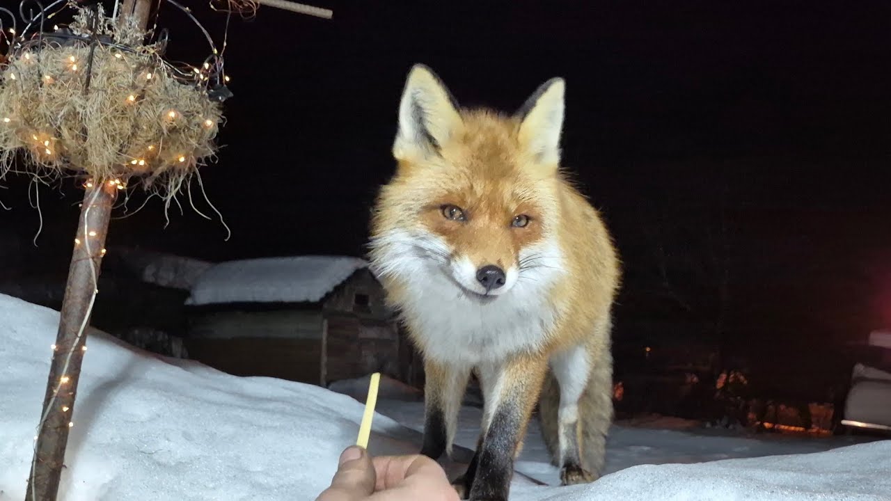 (1238) Лиса приходит в гости. Март 2026