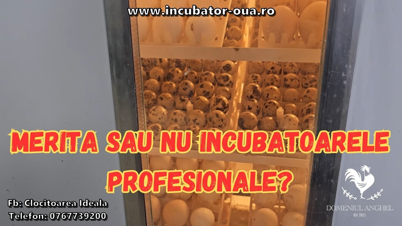 INCUBATOARE PROFESIONALE (CLOCITOAREA IDEALA)