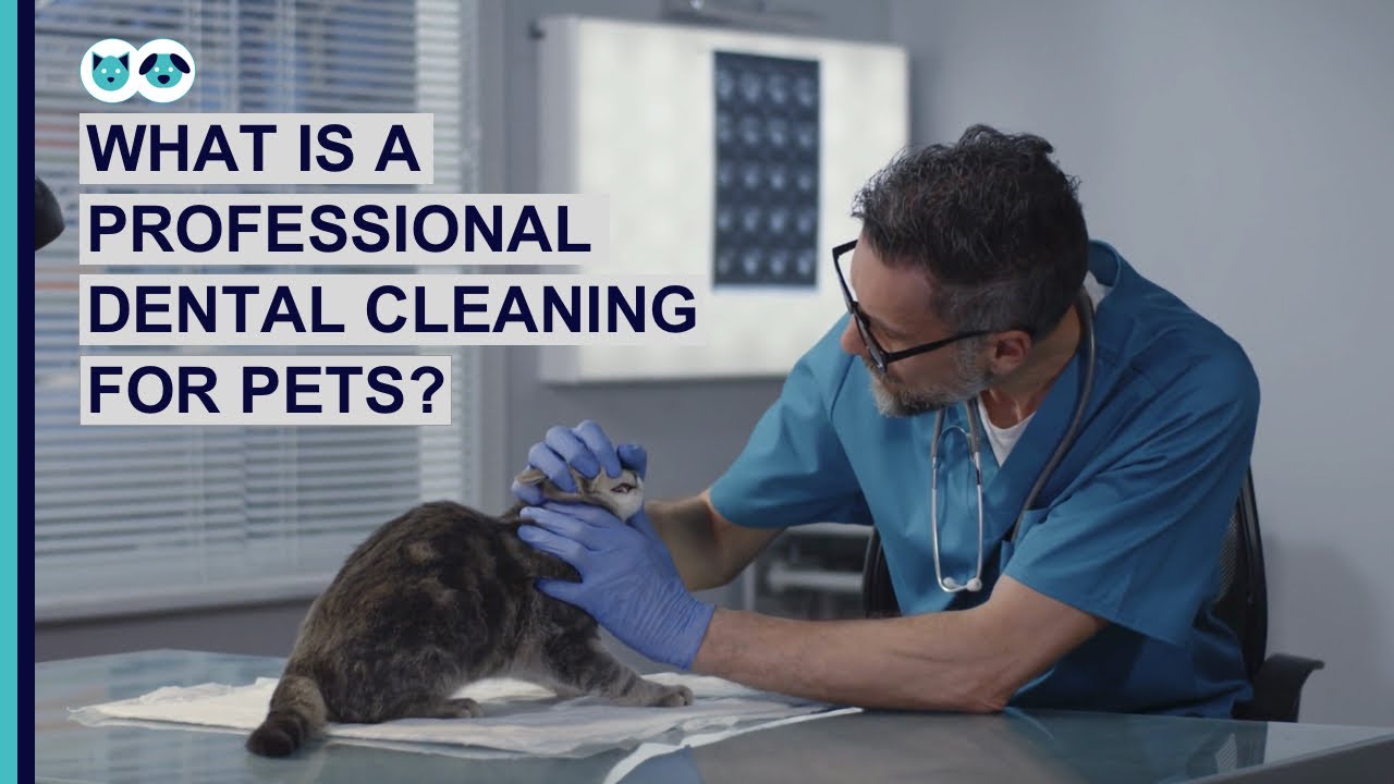 What Is a Professional Pet Dental Cleaning? | Pet Dental Care Series