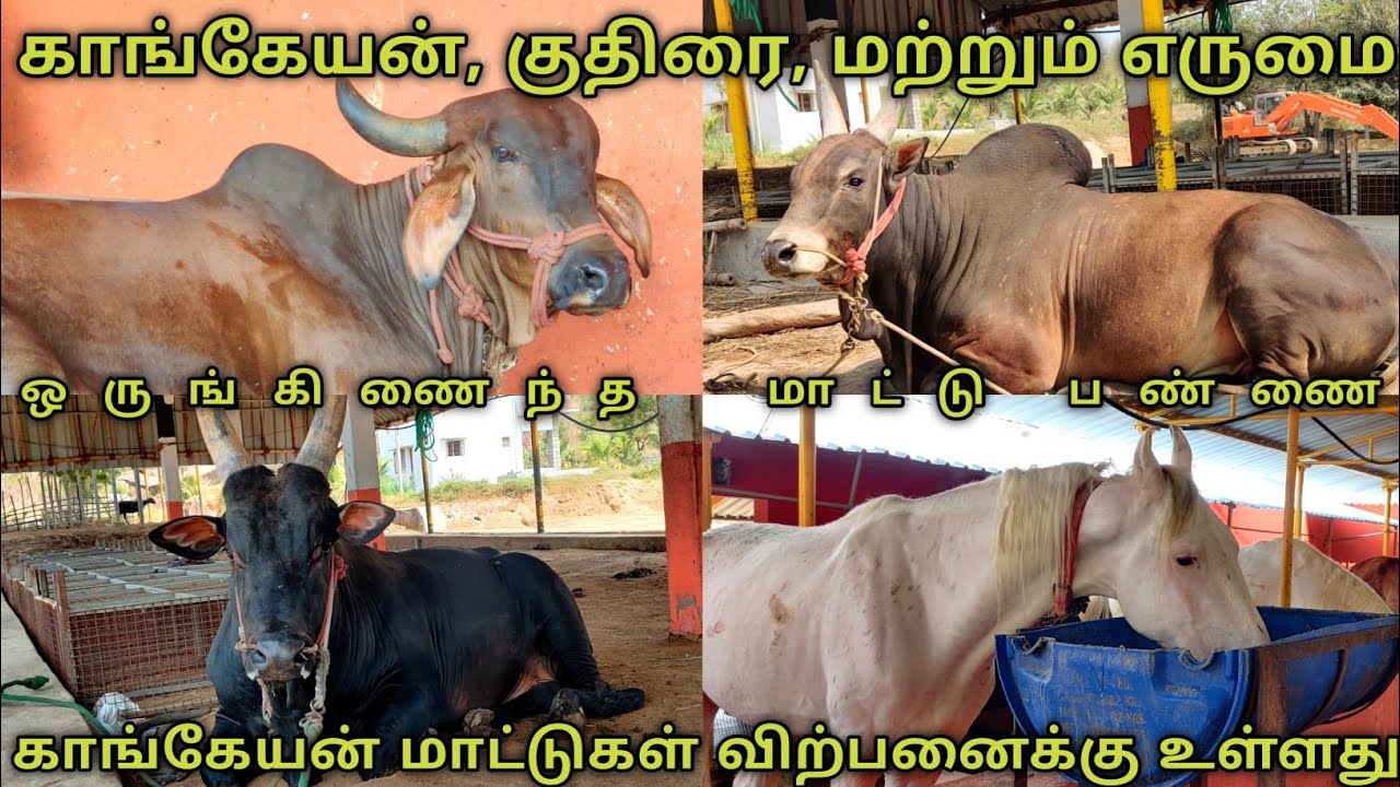 காங்கேயம் மாடுகள் விற்பனைக்கு | Horse, Buffalo & cow farm | Kangeyam | Uzhavan Tv