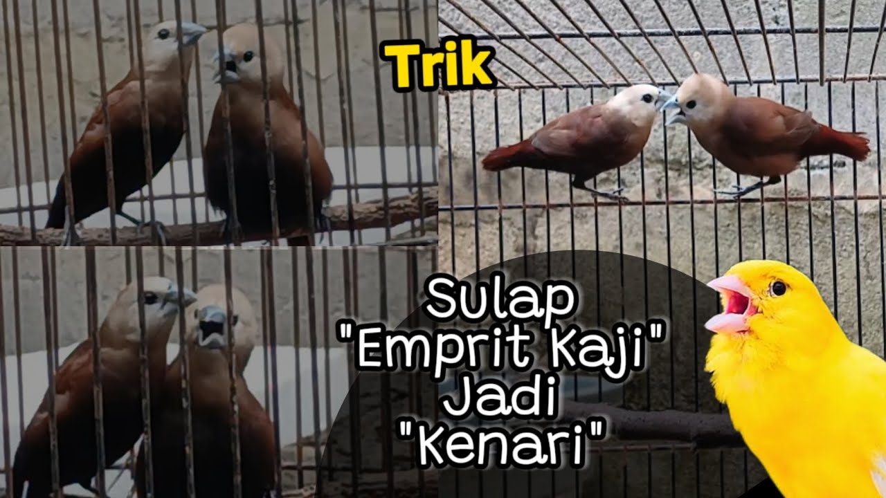 CARA SETTING EMPRIT KAJI ISIAN KENARI