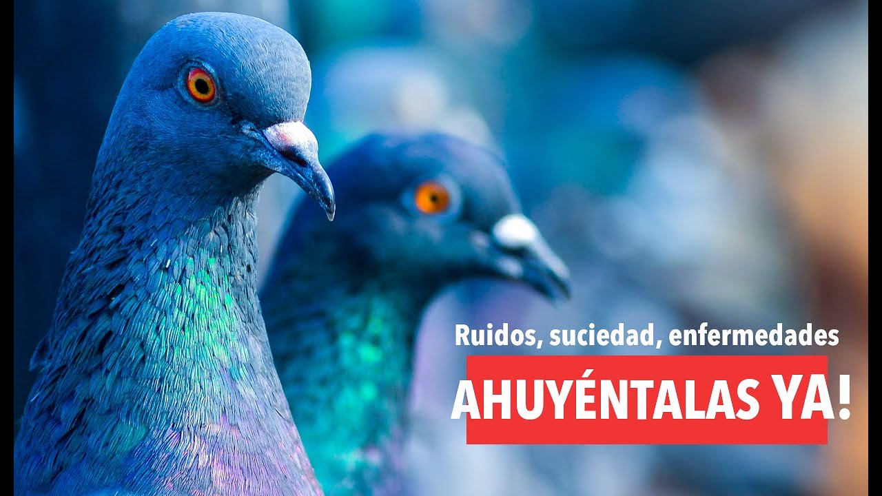 Como AHUYENTAR PALOMAS con los 6 🏆 MEJORES Ahuyentadores de palomas🔇🕊