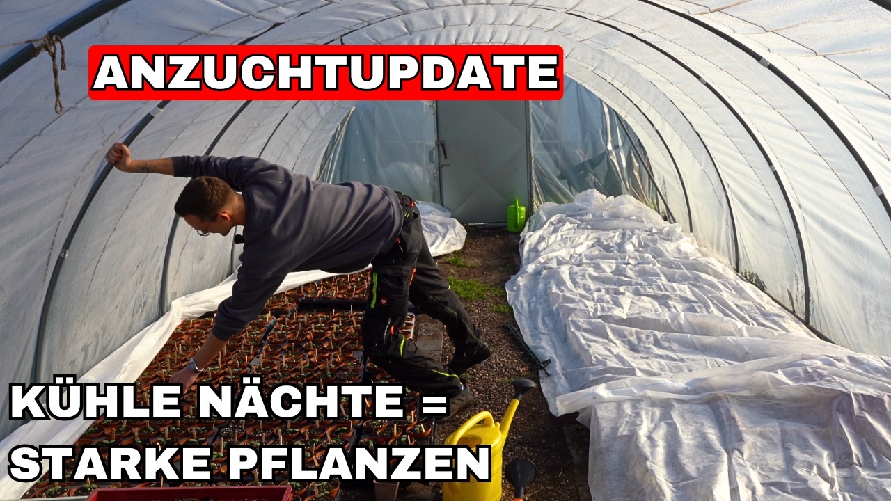 XXL Anzuchtupdate nach Frost im Gew&auml;chshaus