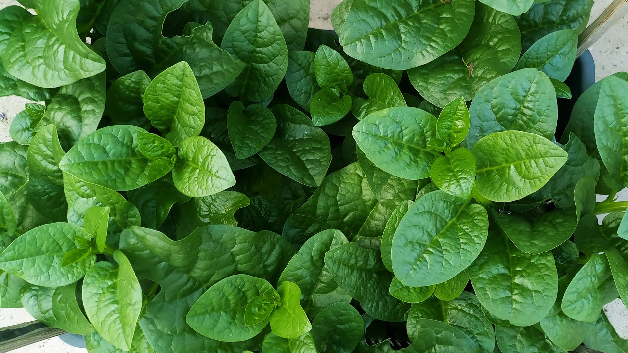 How to grow Malabar Spinach in pots | Grow Malabar Spinach at Rooftop Garden | Complete Guide