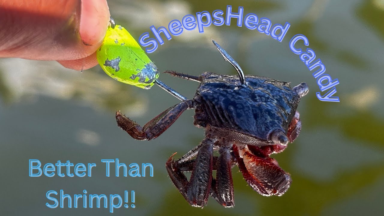 Sheepshead fishing With Mangrove crabs! Better Than Shrimp!