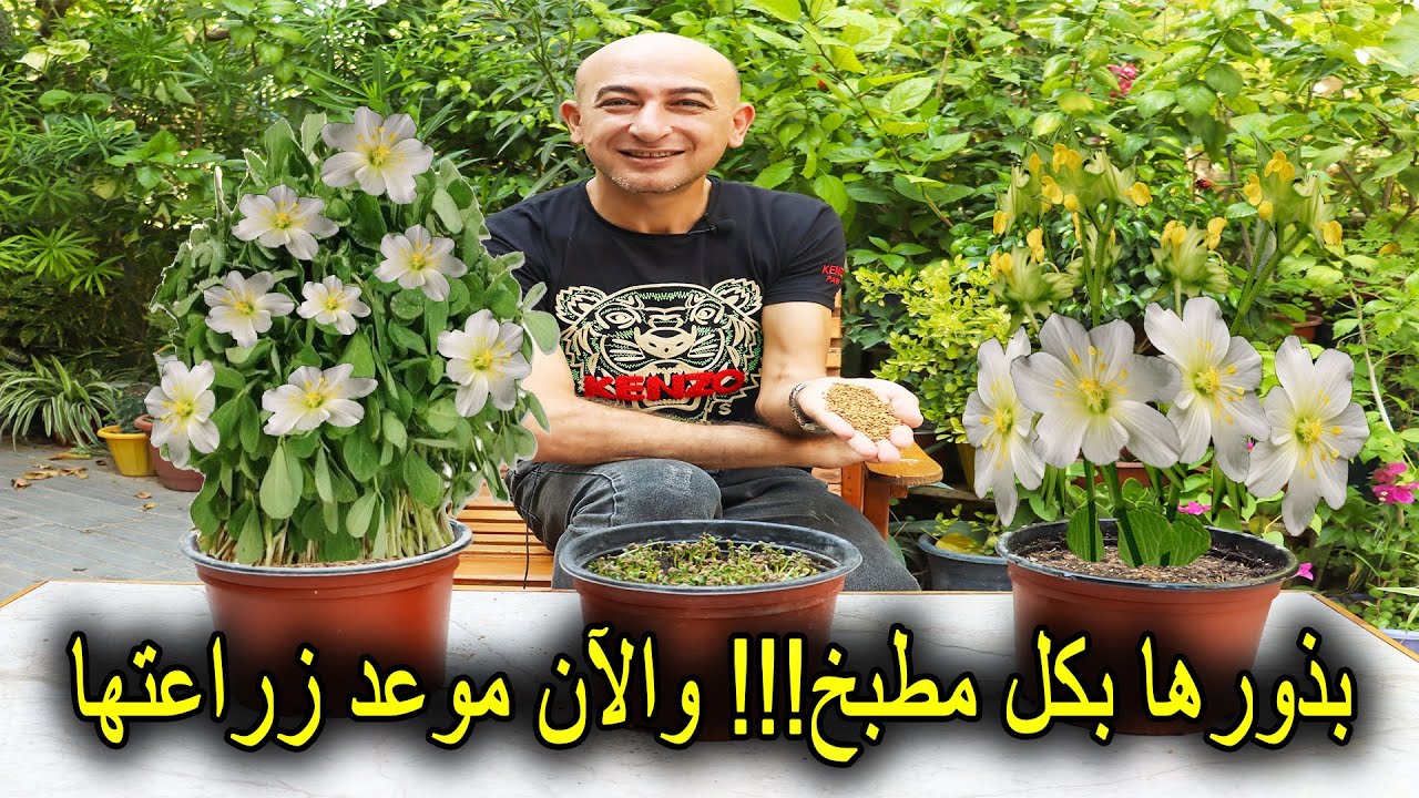 بذورها بكل مطبخ و تؤكل أوراقها و أزهارها و بذورها و الآن موعد زراعتها