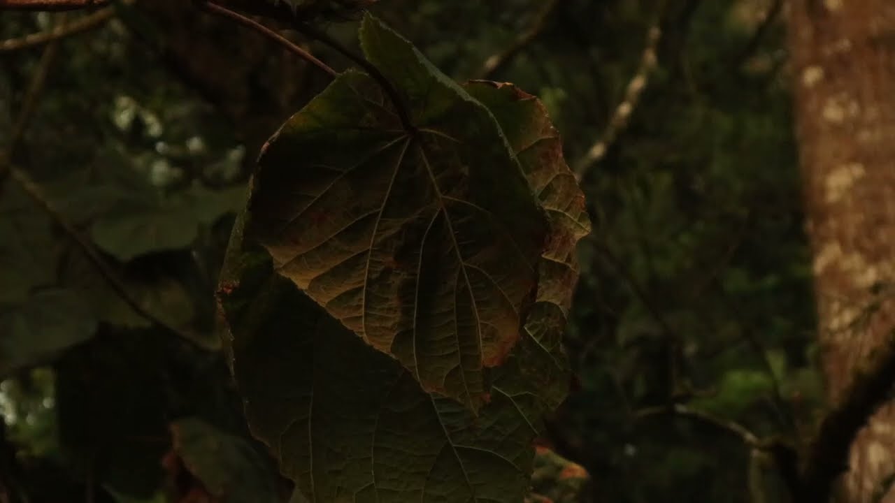 The Daily Loop.mp4