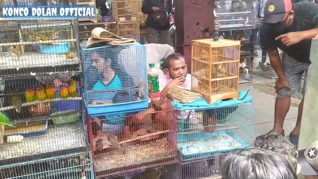 PON Ambarawa@ murai papua dan banyak jenis burung lain nya Terlengkap Terkomplit /pokok e