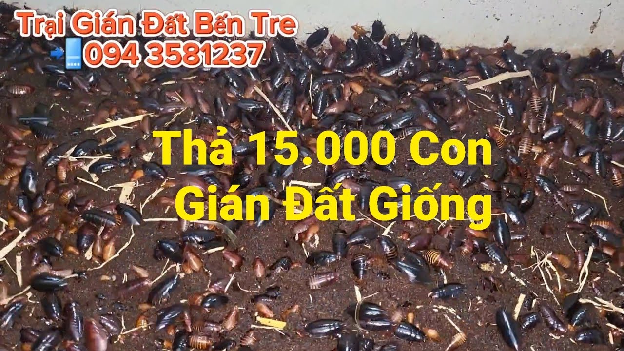 Thả 5 Ký Gián Đất Giống Và Cách Cho Gián Ăn  Đẻ Trứng Nhiều Nhất SĐT: 0943581237