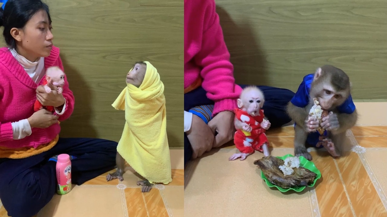 Towel Burrito! 💛 Funny Monkey Wrapped in Yellow Waits for Dinner