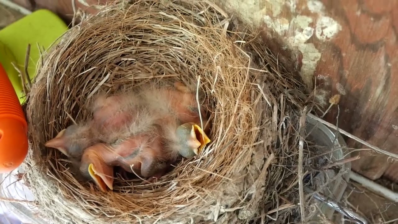 Robin Hatchlings - May 1, 2024