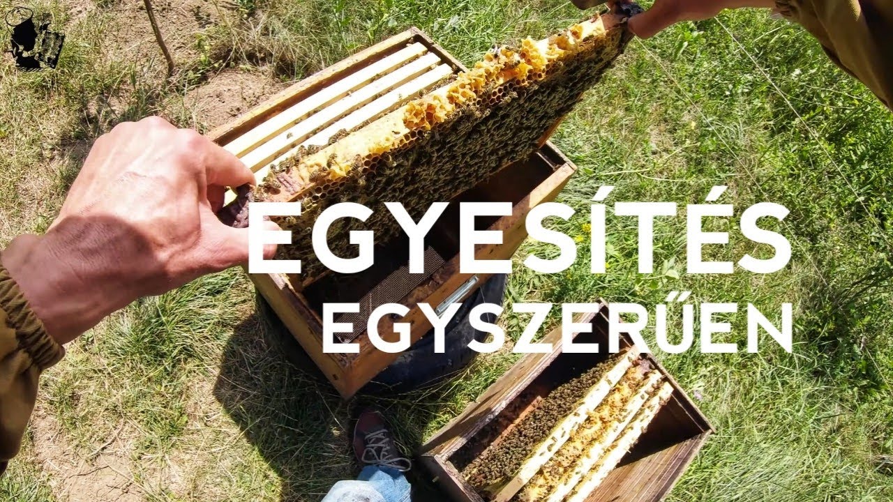 Méhésznapló #40 - egyesítés egyszerűen