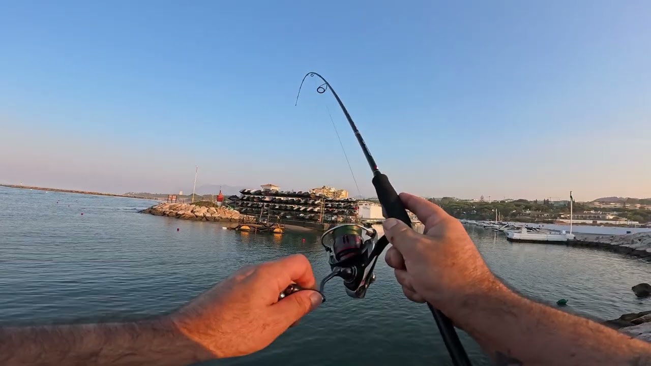Palomenton en el primer lance con el travieso 