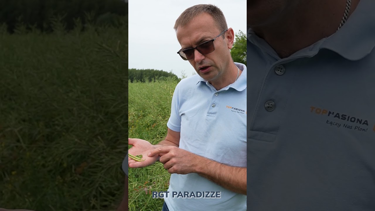 #rzepak RGT Paradizze - dlaczego warto go wybrać?