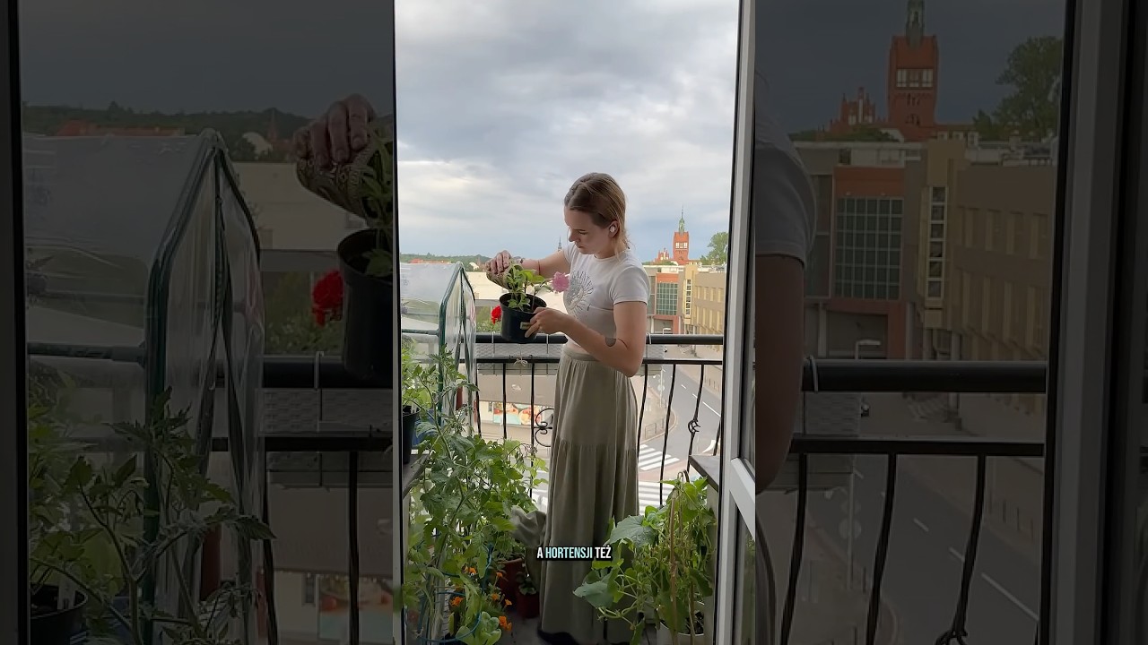 Ogarnijcie ze mną balkon w lipcu🌱🍅#rośliny #balkon #ogr&oacute;d #ogrodnictwo #ogr&oacute;dek #warzywnik
