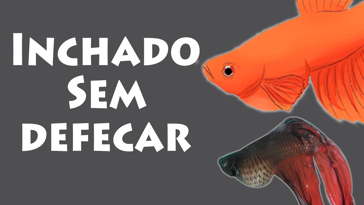 Peixe Inchado e sem defecar  - Constipação / prisão de ventre