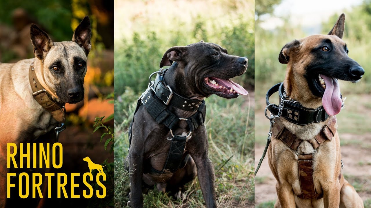 Rhino Fortress: Meet the anti-poaching dogs