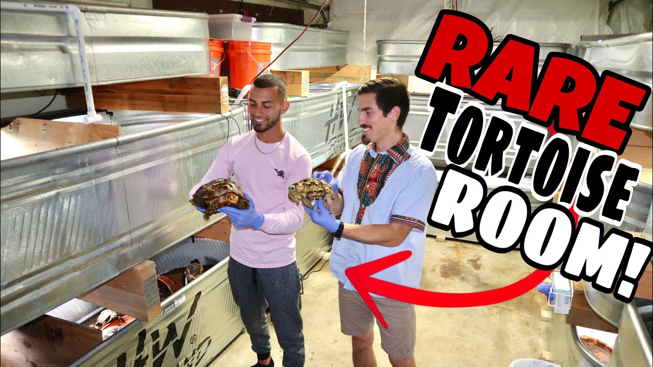 100 Rare EXPENSIVE Tortoises all in ONE Room!