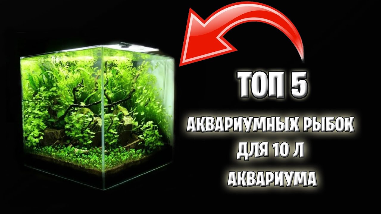 Мини-аквариум: Кого поселить? Топ 5 неприхотливых рыбок для 10 литров