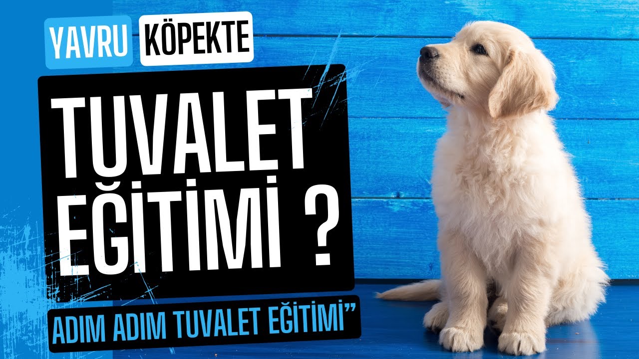 🐶 Yavru Köpeklerde Tuvalet Eğitimi | Adım Adım