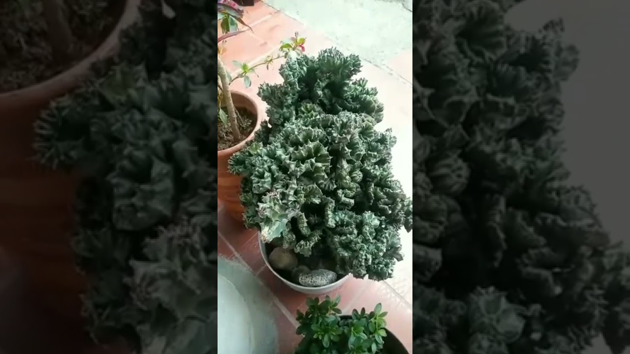 Novedosa Euphorbia Lactea Cristata 😍, planta de exterior ☀️ no requiere tanto riego 💦