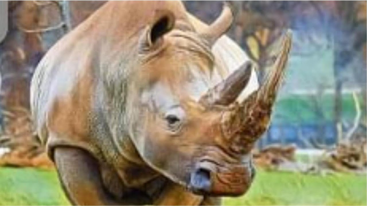 Ark Nova Strategy Series Part 4 - Tier Lists are Overrated